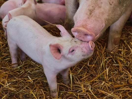 GQB zertifizierte Fleischwaren