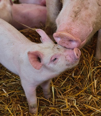 GQB Fleischwaren - Artgerechte Tierhaltung