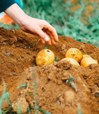 Bio-Kartoffelprodukte